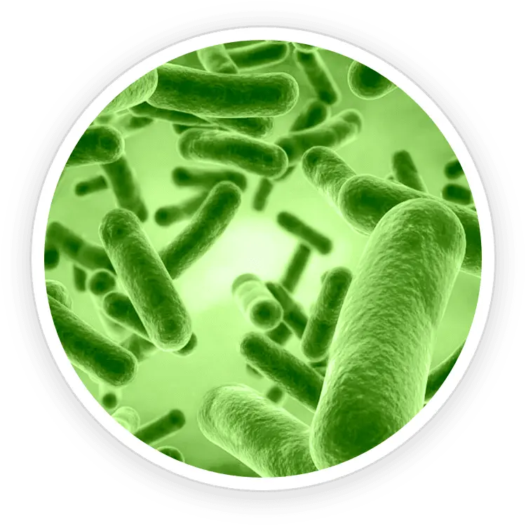 Bacillus Coagulans